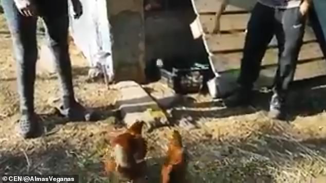Вегани активисти отделиха кокошки от петли, за да ги „спасят от изнасилване“ (видео)