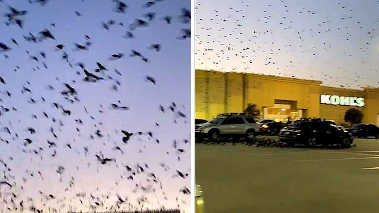 Хиляди черни птици връхлетяха паркинг в Тексас, САЩ (видео и снимки)