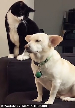 Котка  се взира втренчено в огромните уши на куче преди да го удари с лапа (видео)