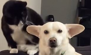 Котка  се взира втренчено в огромните уши на куче преди да го удари с лапа (видео)