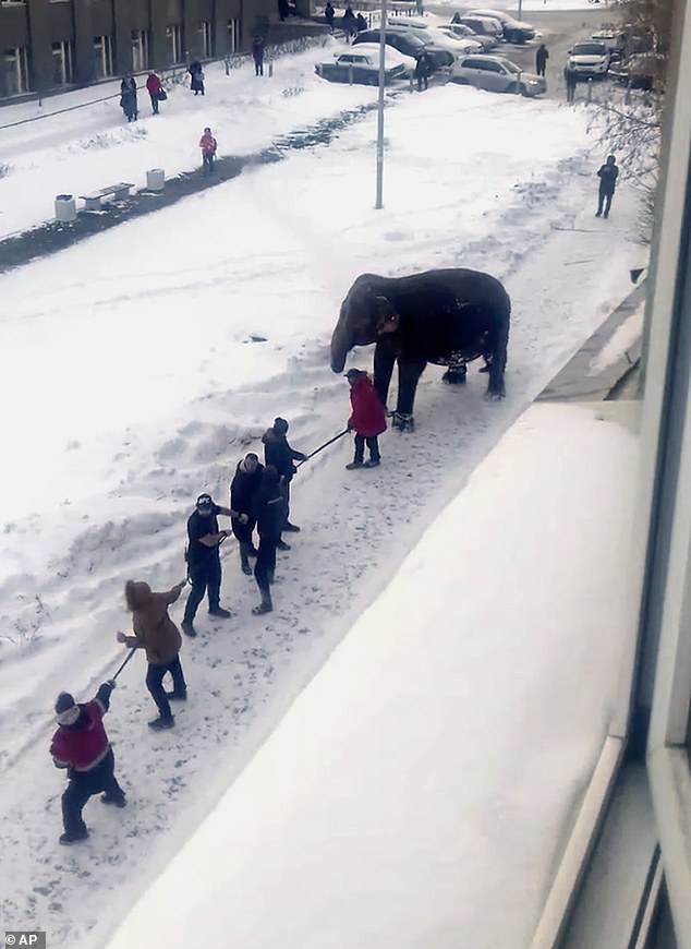 Циркови слонове в Русия избягаха и блокираха уличното движение (видео и снимки)