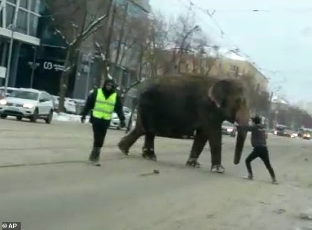 Циркови слонове в Русия избягаха и блокираха уличното движение (видео и снимки)
