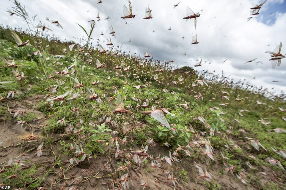 Най-голямото нашествие на скакалци от десетилетия заплашва Източна Африка (видео)