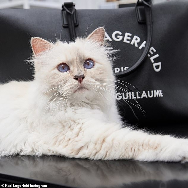 Котката на дизайнера Карл Лагерфелд с нова фотосесия в Инстаграм (видео и снимки)
