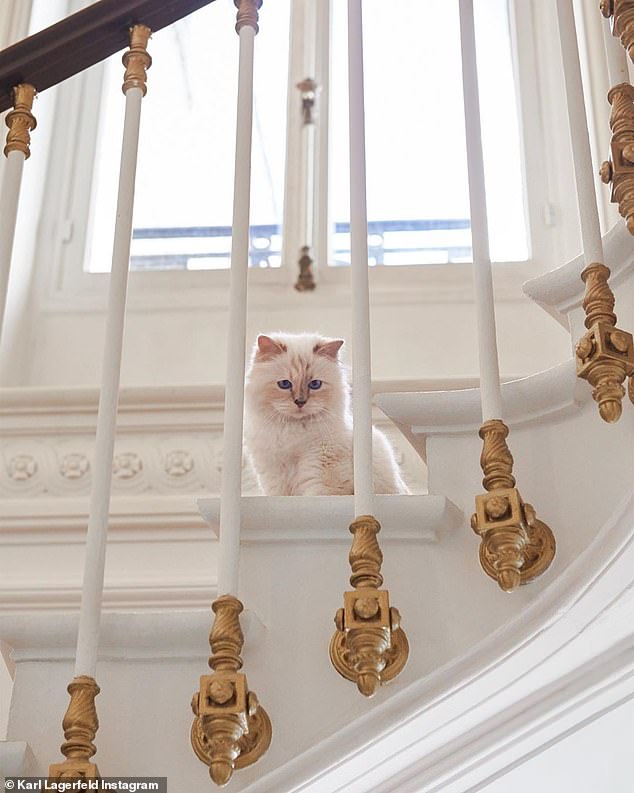 Котката на дизайнера Карл Лагерфелд с нова фотосесия в Инстаграм (видео и снимки)