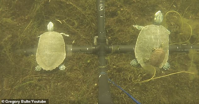 Учен създаде &#8220;секс кукла&#8221; на костенурка, за да съблазнява мъжките от застрашен вид (видео и снимки)