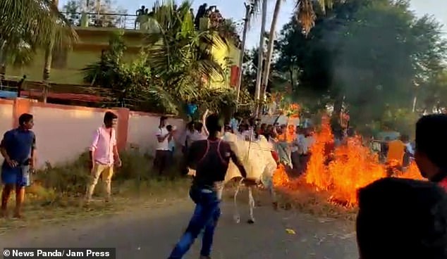 Поклонници принуждават крави да бягат през огън на фестивал в Индия (видео и снимки)