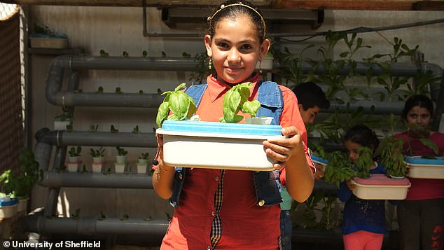 Бежанци ползват стари дунапрени вместо естествена почва за отглеждане на зеленчуци в пустинята (видео и снимки)