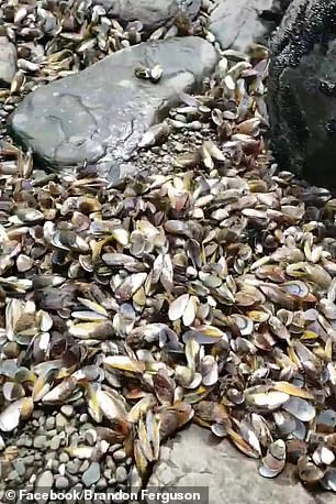 Половин милион &#8220;сготвени&#8221; миди изхвърли морето край Нова Зеландия (видео и снимки)