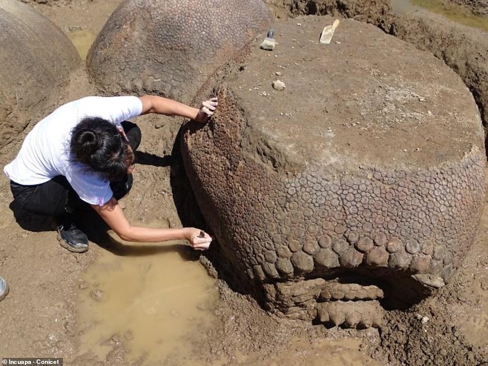 Откриха огромни вкаменени черупки на броненосци на повече от 20 000 години (снимки)