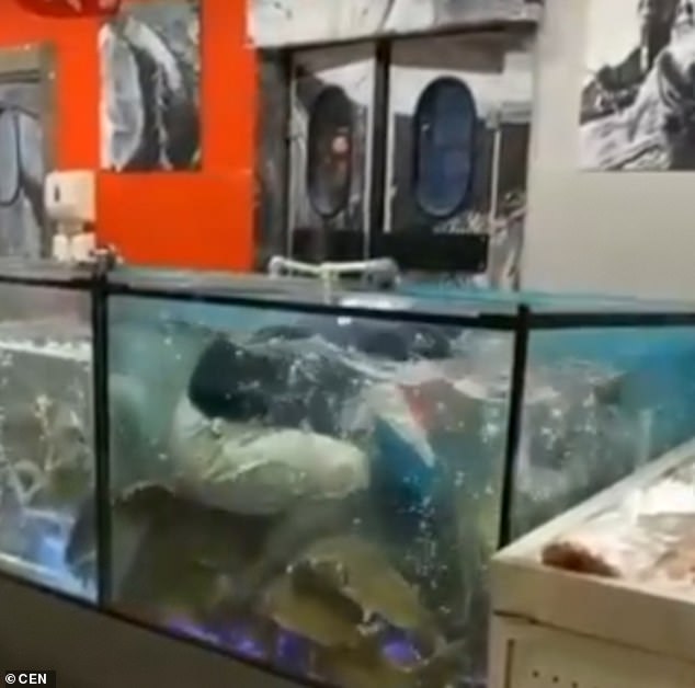 Мъж влиза в аквариум с риба, за да извади годежен пръстен, хвърлен след отказ на предложение за брак (видео и снимки)