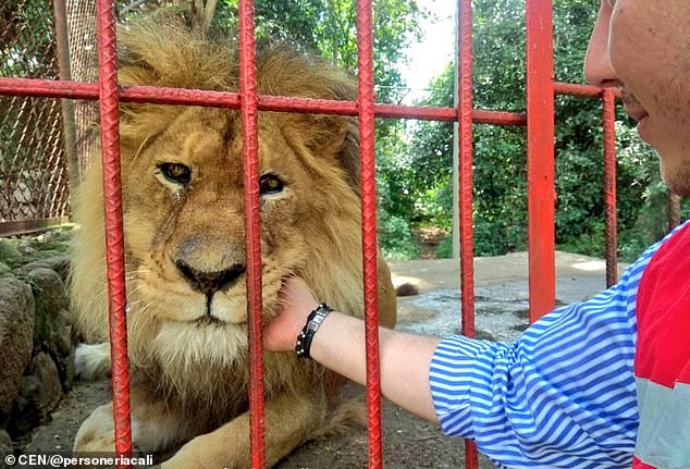 Измършавял цирков лъв от Колумбия бе спасен в зоопарк, но продължава да губи от теглото си (видео)