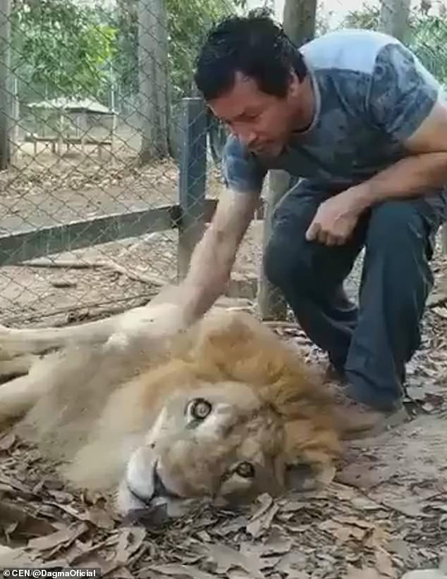 Измършавял цирков лъв от Колумбия бе спасен в зоопарк, но продължава да губи от теглото си (видео)