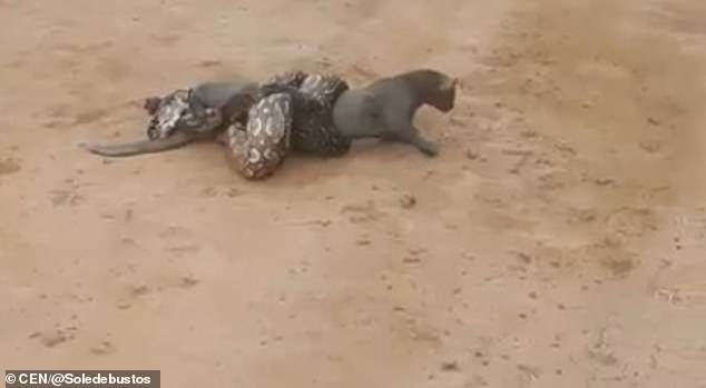 Боа се е увила около аржентинска дива котка и я души почти до смърт (видео и снимки)
