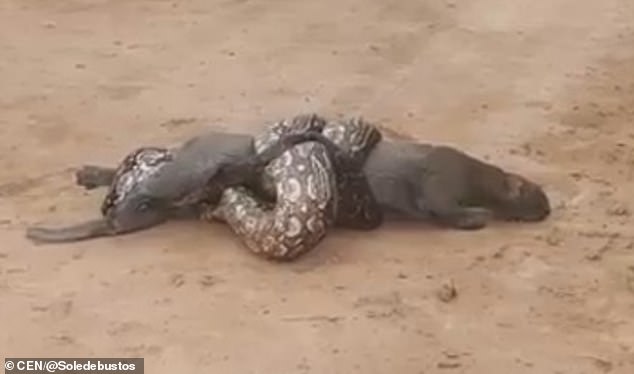 Боа се е увила около аржентинска дива котка и я души почти до смърт (видео и снимки)