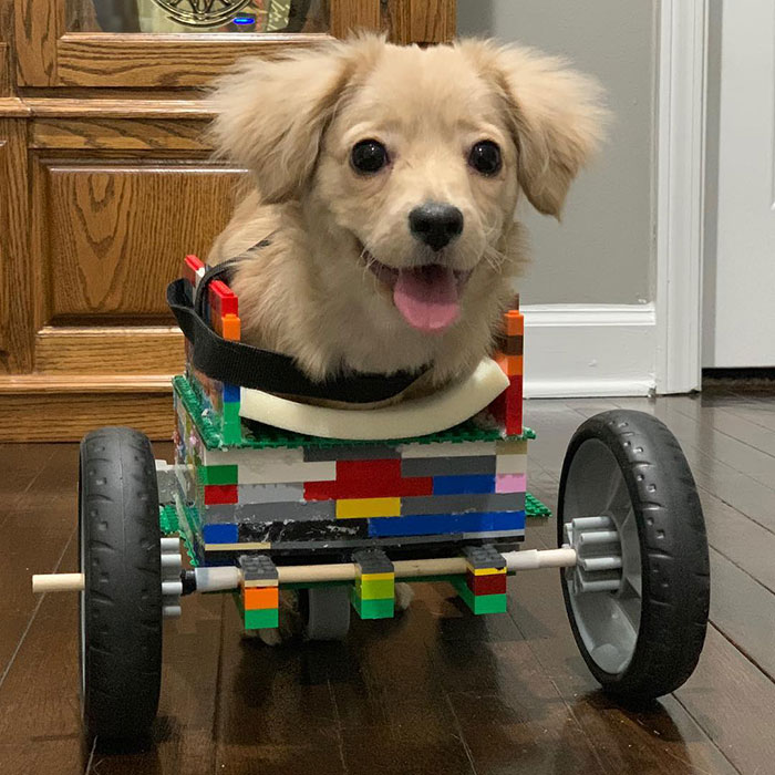 12-годишно момче направи проходилка от LEGO за своето кученце с увреждания (видео и снимки)