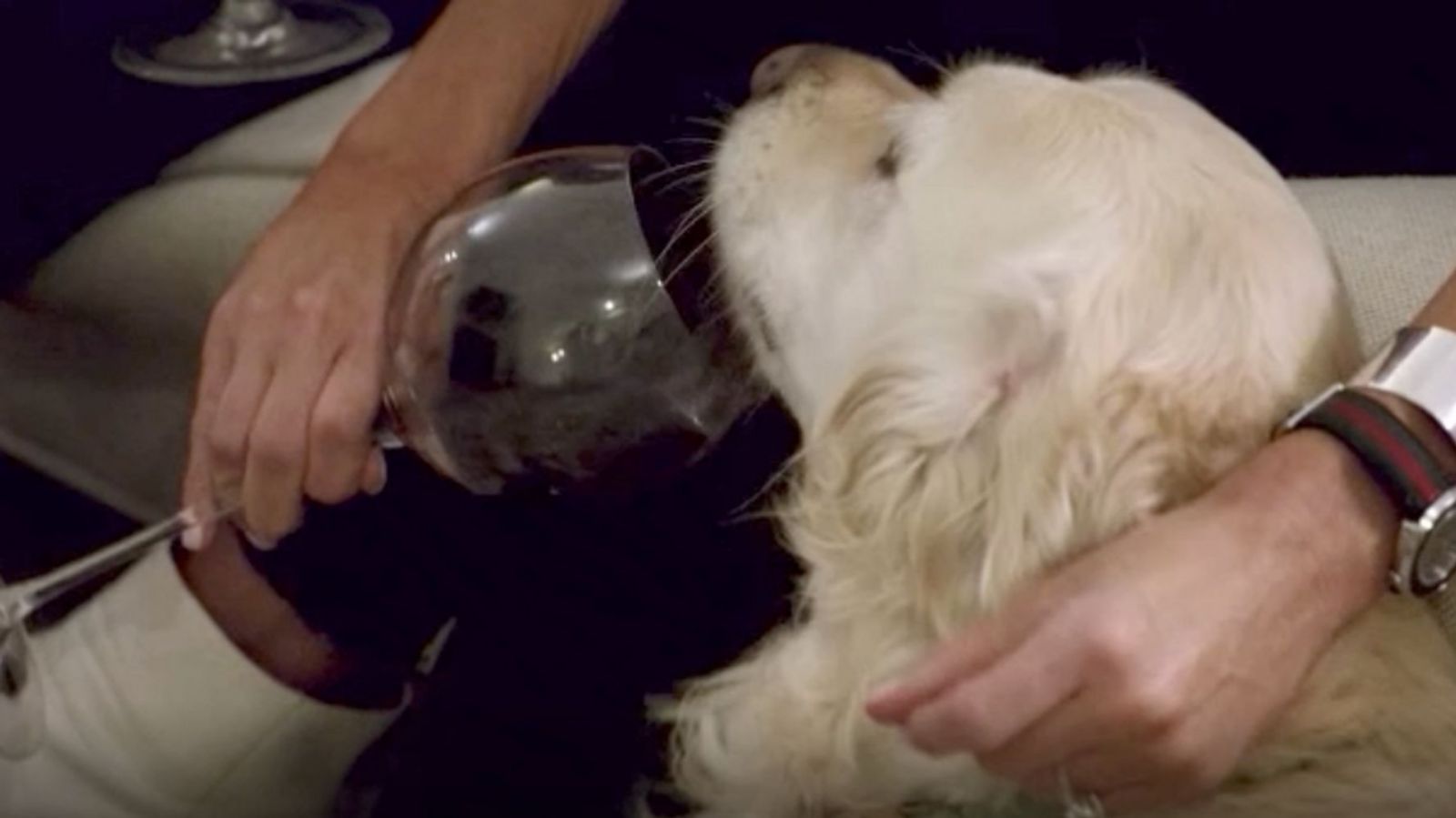 Звезда на Netflix даде вино на кучето си и възмути социалните мрежи (видео и снимки)