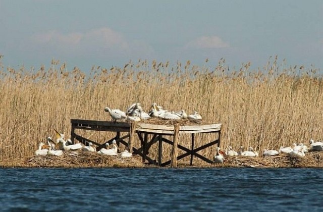Роми ядат пеликани, лебеди и други защитени видове птици от езерата край Бургас (видео)