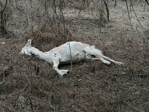 Трупове на умрели животни и купища боклуци се изхвърлят в борова горичка край Русе (снимки)