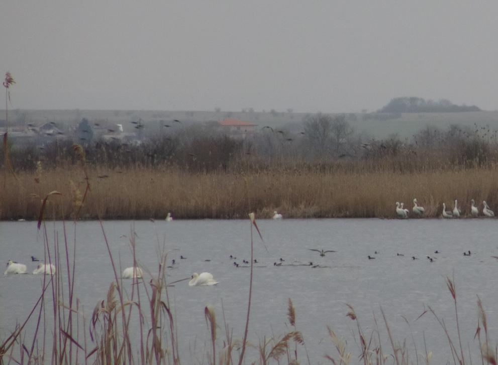 Роми ядат пеликани, лебеди и други защитени видове птици от езерата край Бургас (видео)