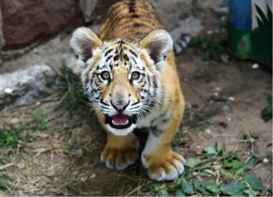Филм на BBC изобличи ферми за тигри, чиито кости се продават по-скъпо от кокаина