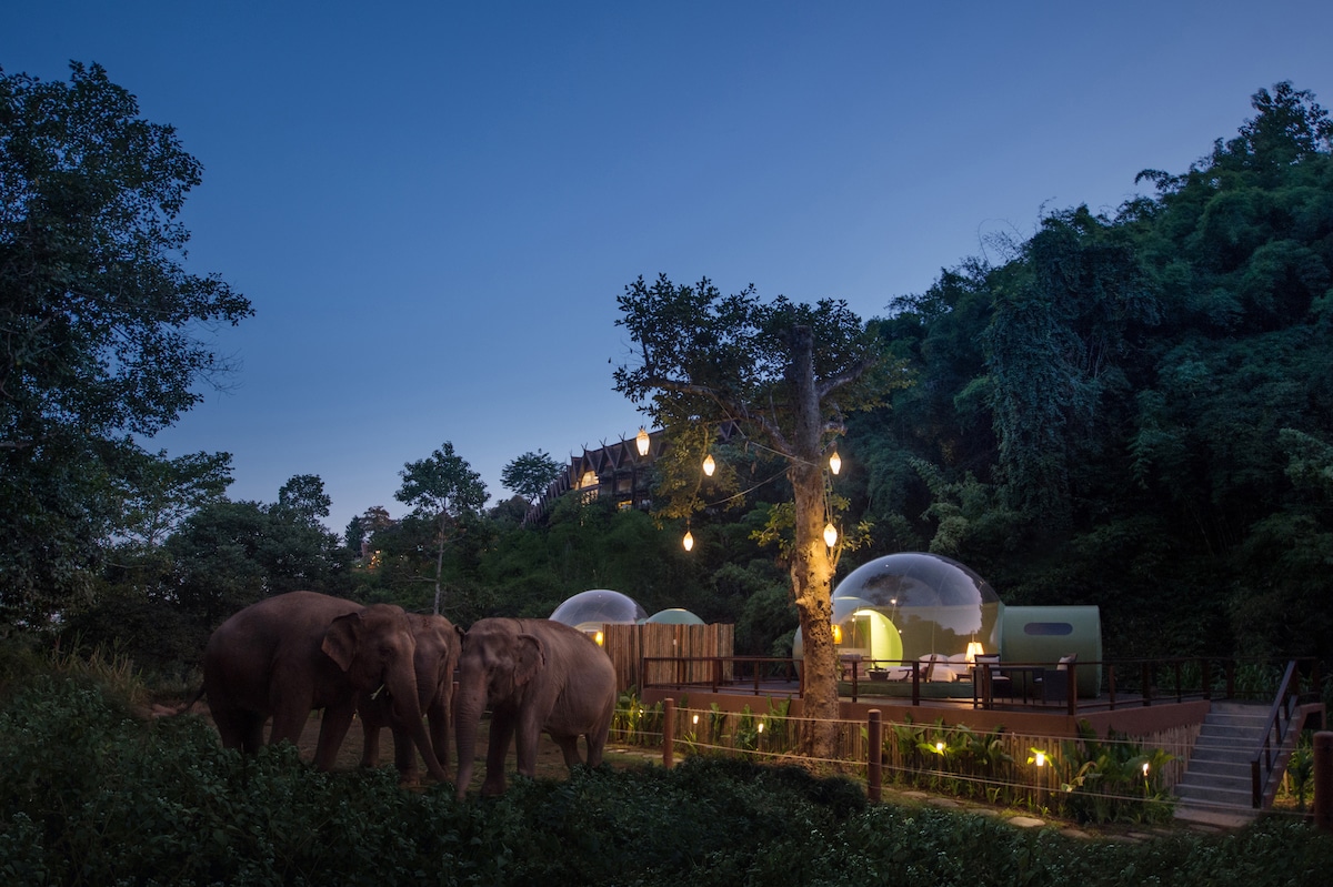 Резерват за слонове настанява посетителите си в прозрачни &#8220;балони&#8221; под звездите (видео и снимки)