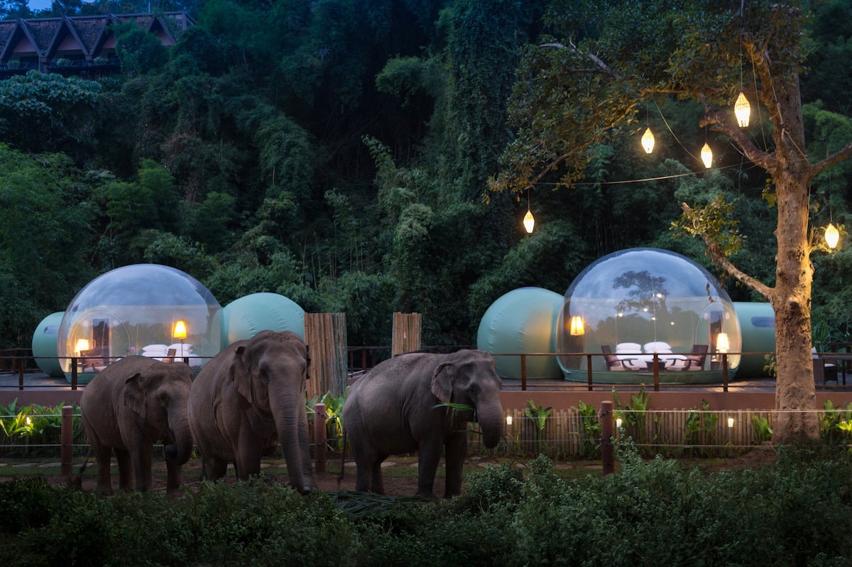 Резерват за слонове настанява посетителите си в прозрачни &#8220;балони&#8221; под звездите (видео и снимки)