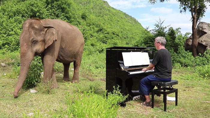 Пианист свири класическа музика на слонове, изгубили зрението си (видео и снимки)