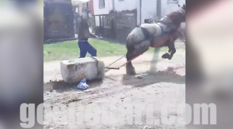 Роми бият брутално коне с пръчка, за да теглят тежък бетонен блок на Тодоровден (видео 18+)