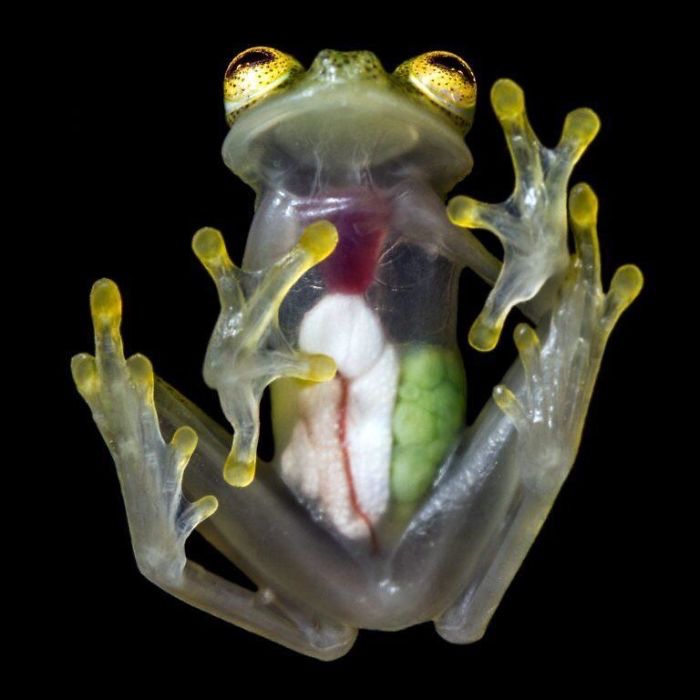 Рядък вид жаба с прозрачно коремче се появи отново след 18 години (видео и снимки)