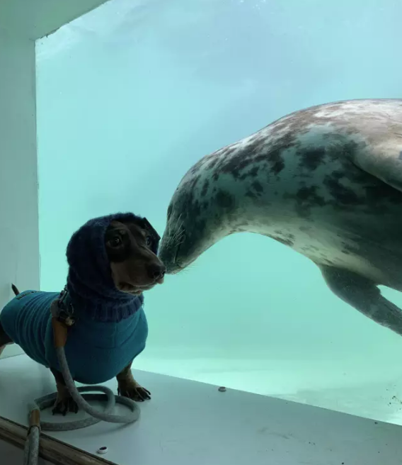 Вижте необичайното приятелство между дакел и тюлен (видео и снимки)