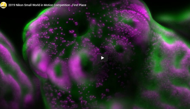 Вижте някои от най-удивителните микроорганизми на планетата, невидими с просто око (видео и снимки)