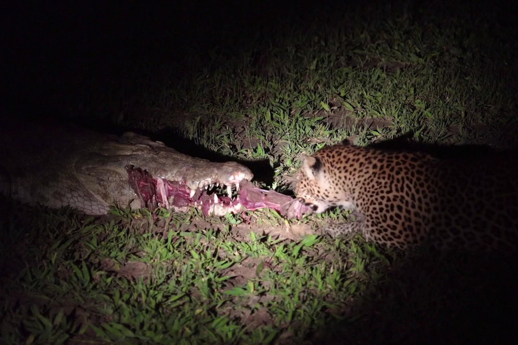 Вижте как леопард краде храна от устата на крокодил (видео)