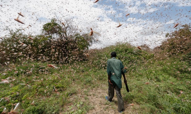 След като опустоши Кения и Сомалия, нашествието от скакалци достигна Уганда и Танзания