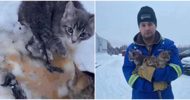 Мъж спаси три котенца със залепнали от студ лапички, използвайки топлото си кафе (видео)