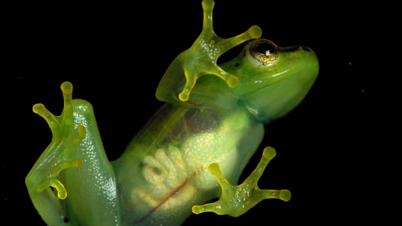 Рядък вид жаба с прозрачно коремче се появи отново след 18 години (видео и снимки)