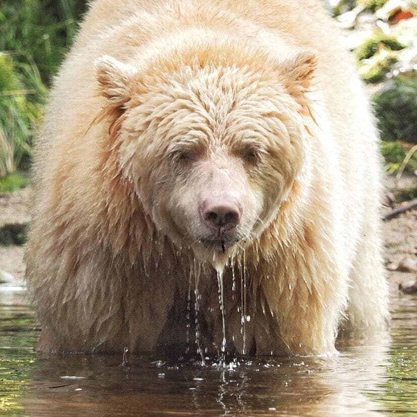 Bears live in forests. Медведь грызли альбинос. Бурый медведь альбинос. Кермодский бурый медведь. Медведь Гризли альбинос в Канаде.