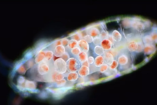 Вижте някои от най-удивителните микроорганизми на планетата, невидими с просто око (видео и снимки)