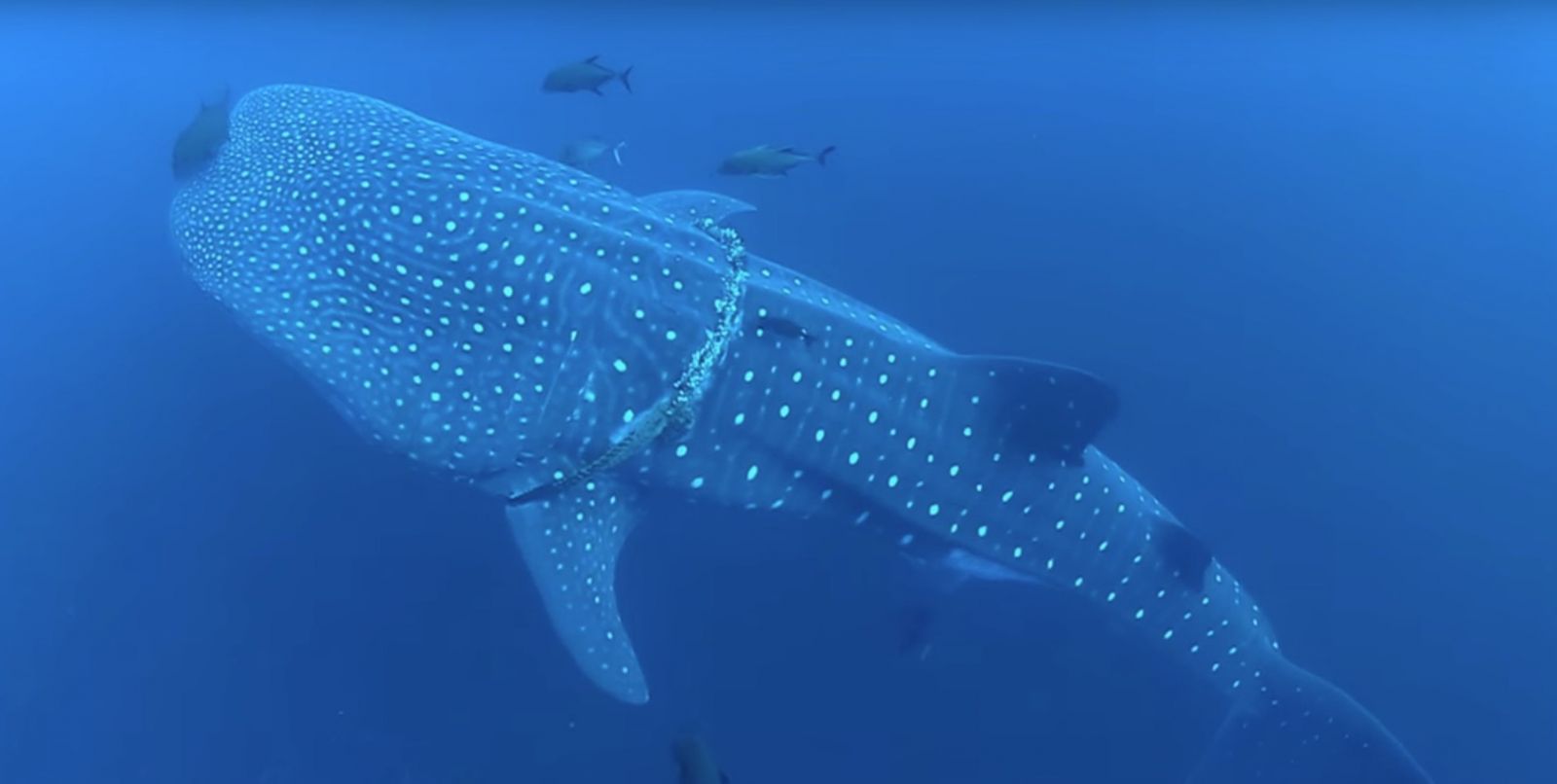 Водолази спасяват огромна китова акула, оплела се в рибарско въже (видео и снимки)