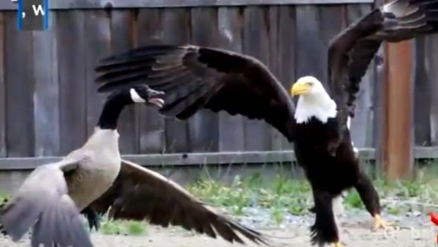 Canada goose vs bald eagle meme best sale